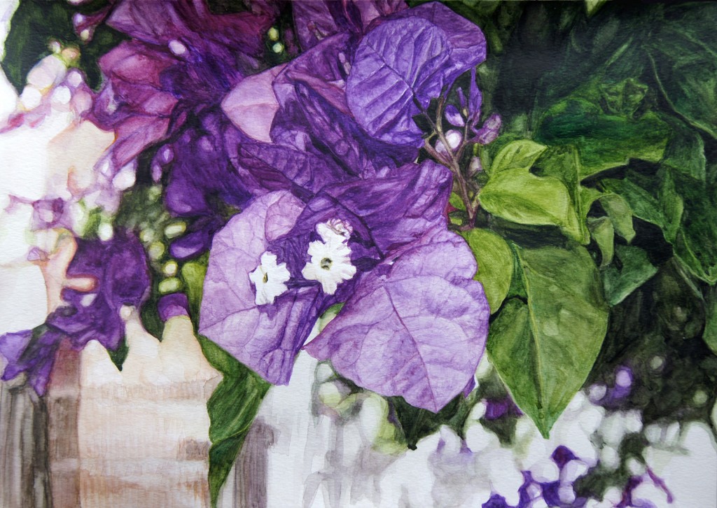 Bougainvillea Watercolour Completed