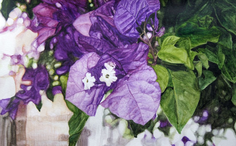 Bougainvillea Watercolour